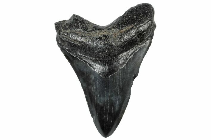 Fossil Megalodon Tooth - South Carolina #306283